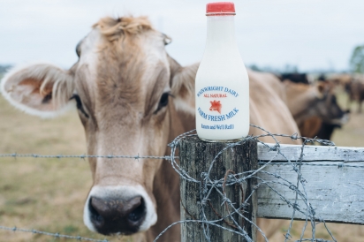 Wainwright Milk and Cow