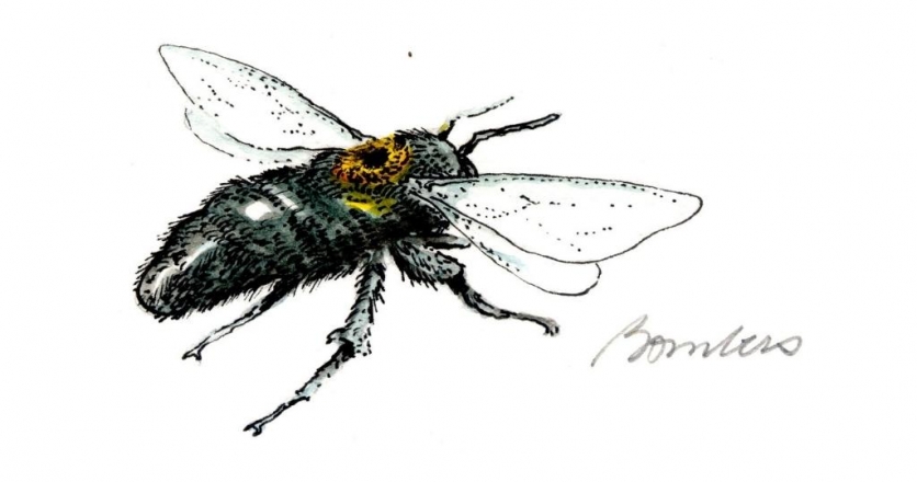 bombus bee illustration