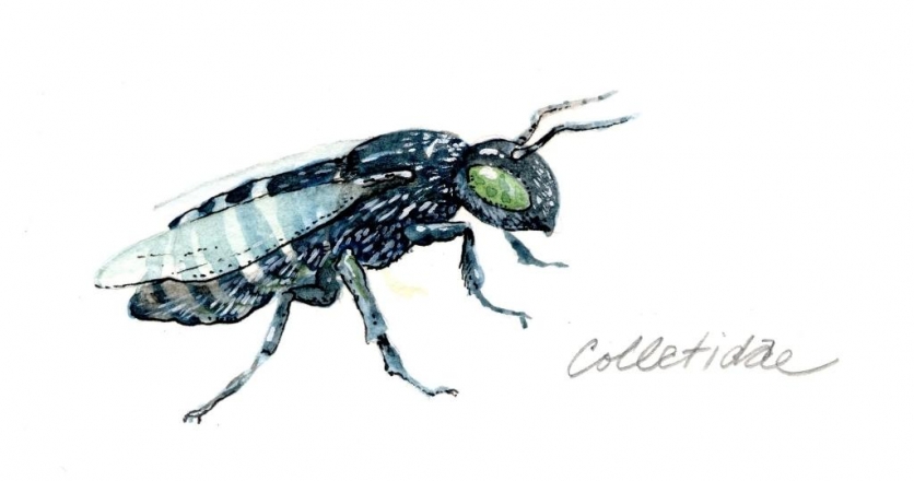 colletidae bee illustration