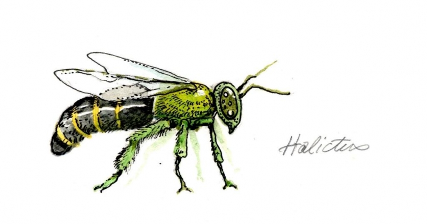 halictus bee illustration