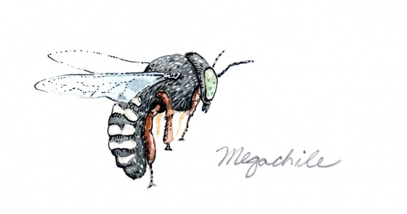 megachile bee illustration