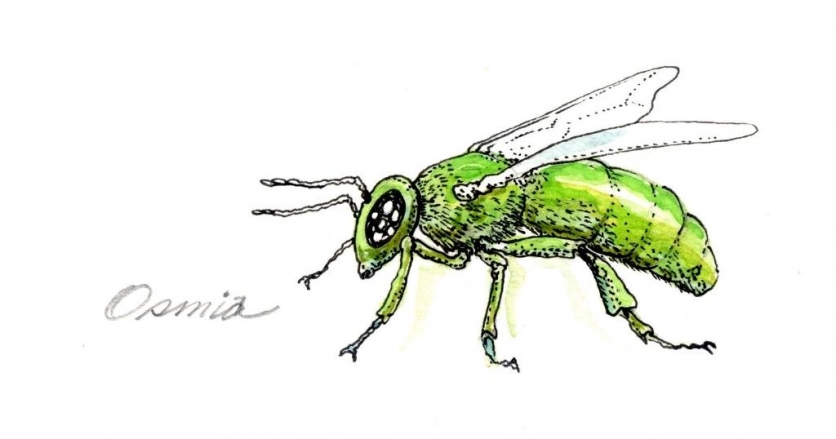 osmia bee illustration