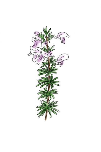 cpmradoma Grandiflora illustration