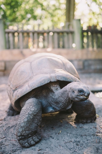 Goober, a 450-pound Aldabra tortoise