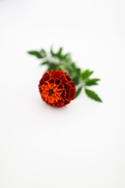 Edible Marigold Flowers