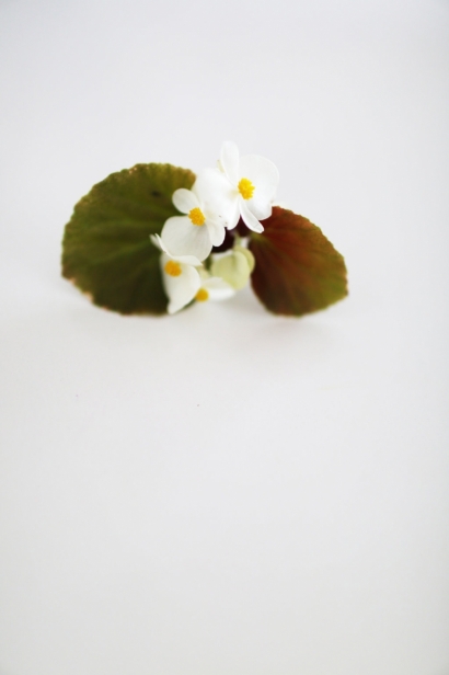 Edible Wax Begonia Flowers