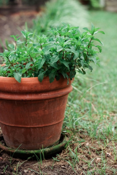 Herb growing in a terracotta pot at the Clara White Mission in Jacksonville Florida 