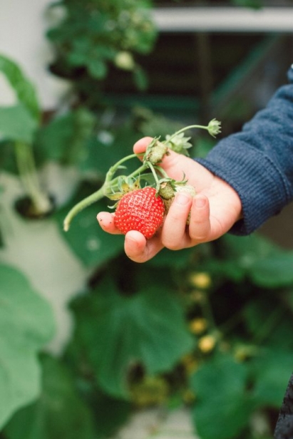 A strawberry in the hand of a child grown aeroponically by Tito Sosa