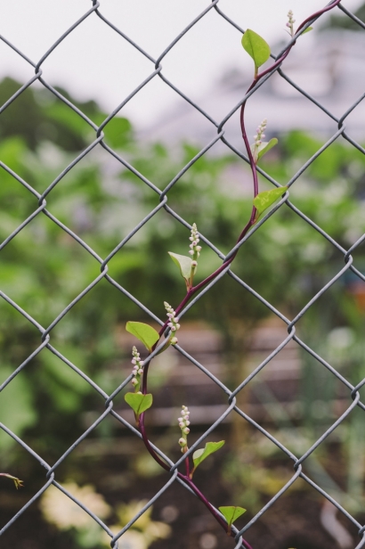 vine on a chainlink fence