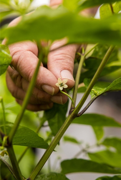 datil pepper