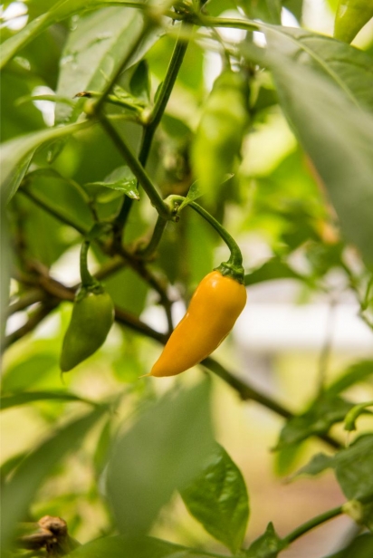 datil pepper