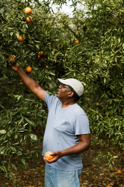 Cecil Nelson picking oranges