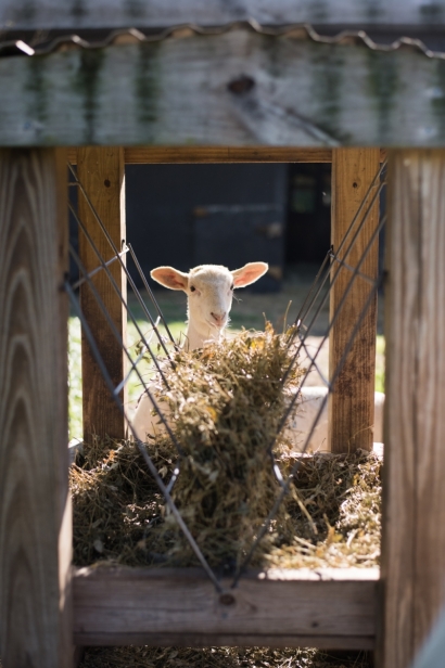Lamb feeding on hay