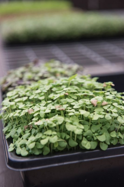 Tray of microgreens with close up of basil sprouts at Gyo Greens in Ponte Vedra