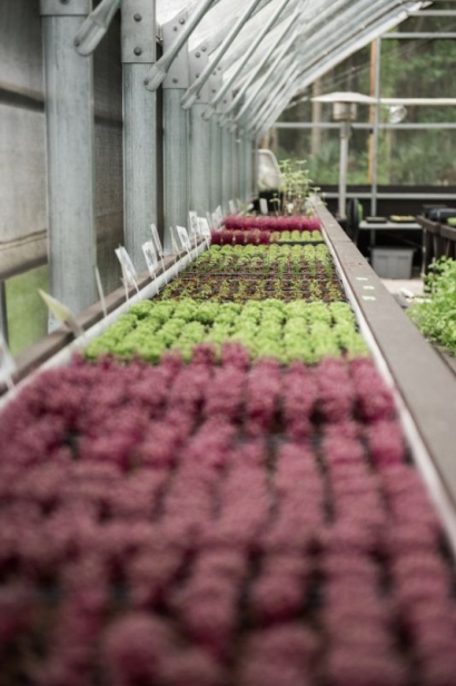 Trays of purple and green microgreens growing at Gyo Greens greenhouse in Ponte Vedra