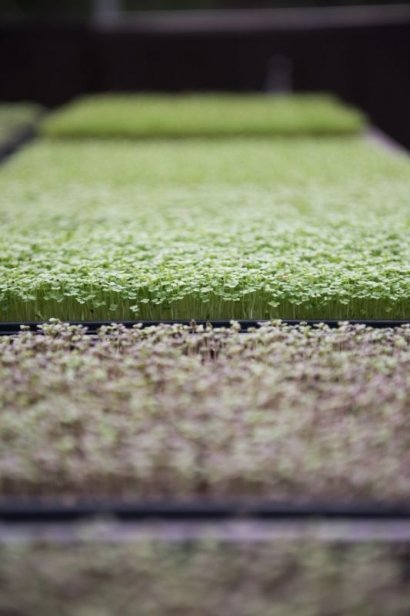 Trays of microgreens at Gyo Greens in Ponte Vedra