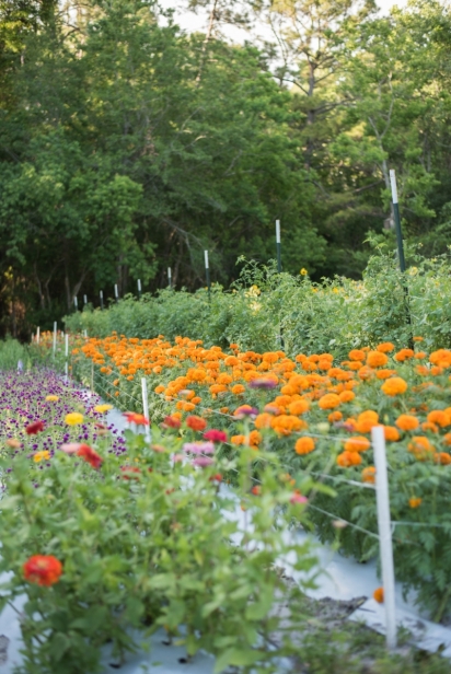 Rows of zinnias at down to earth farm