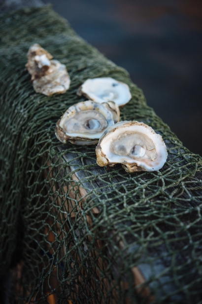 Oysters on net