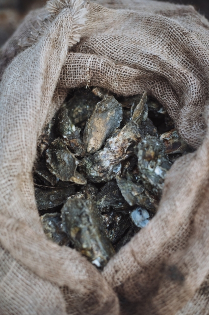 a bag of oysters
