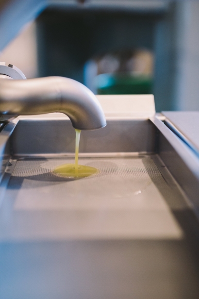 Florida Olive oil being pressed 