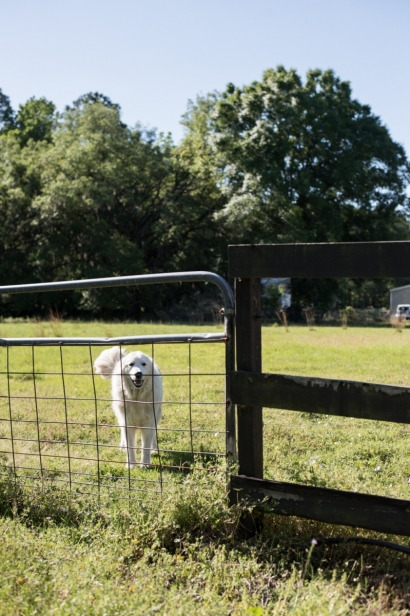 Sheep dog at watch at juicy roots farm in Jacksonville, Florida