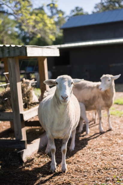 sheep at juicy roots farm in jacksonville, florida