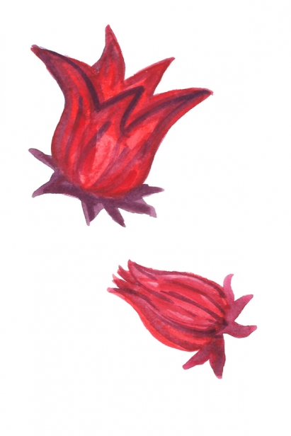 roselle hibiscus calyx