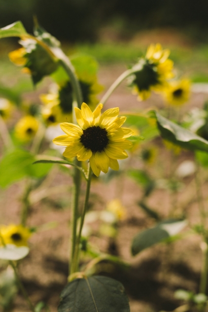 Sunflowers at Lees Edible Acres.