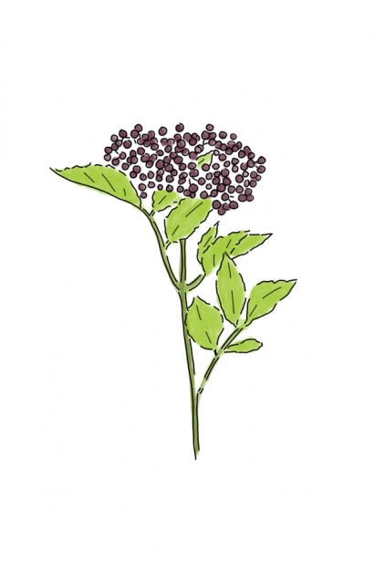 elderberry illustration