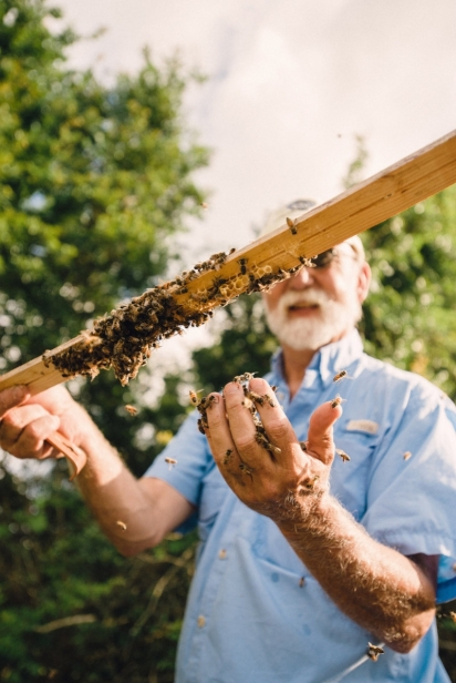 Master beekeeper bo sterk at his honey bees in st. augustine florida 