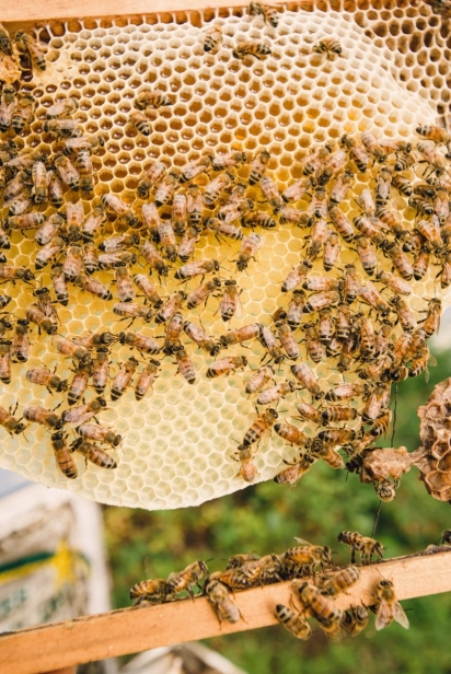 Honey bees on their comb in northeast florida