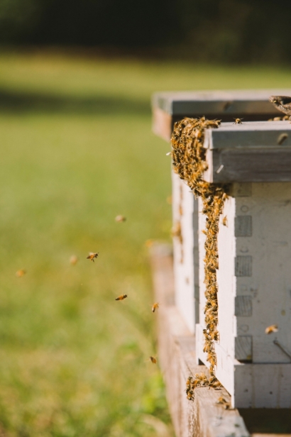 bees at hive