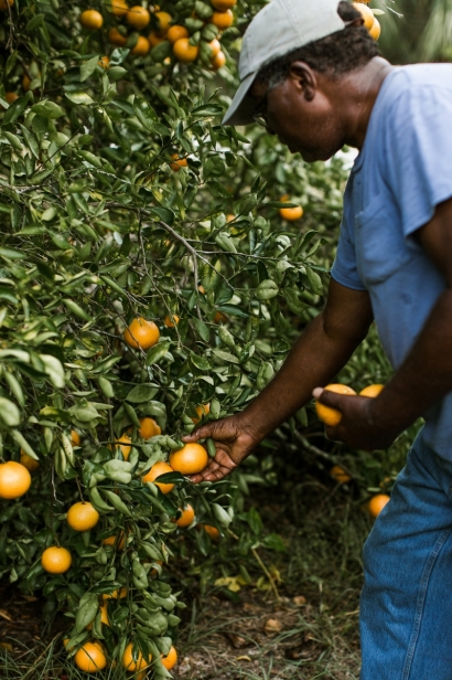 Cecil Nelson picking citrus fruit