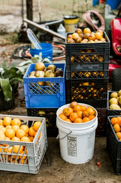 Citrus in buckets for market