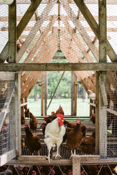 Cognito Farms mobile chicken coops in Starke Florida