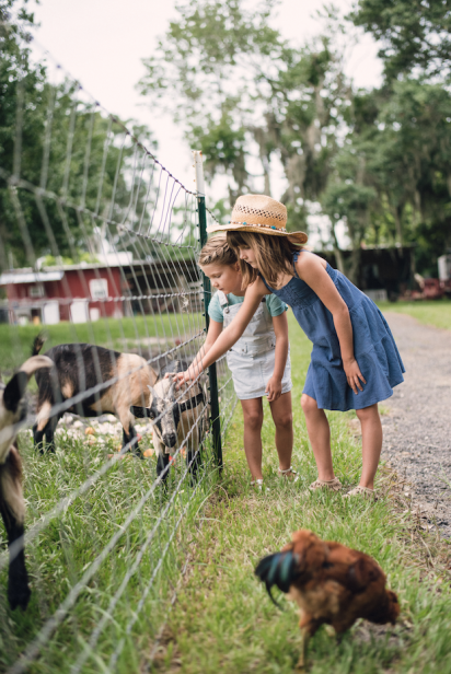 Kids and farm animals at Rype and Readi farm market in Elkton Florida 