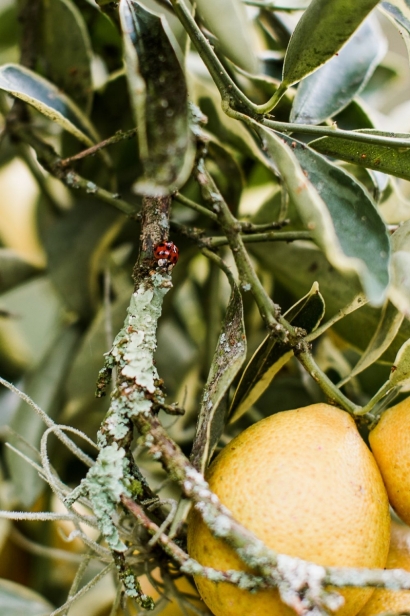 lemon in tree with ladybug