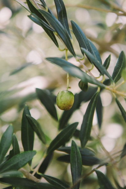 Olive on a tree