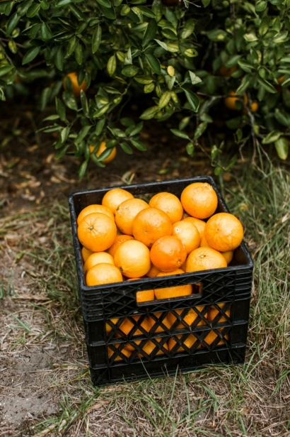 oranges in a crate
