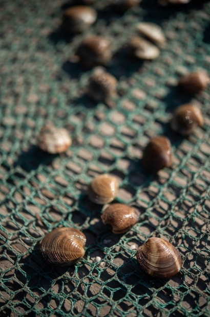 clams on a green net