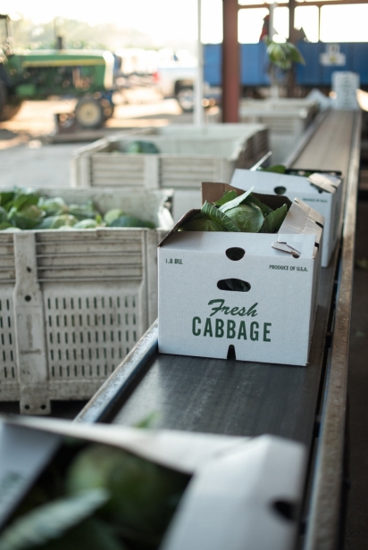 Boxes of cabbage