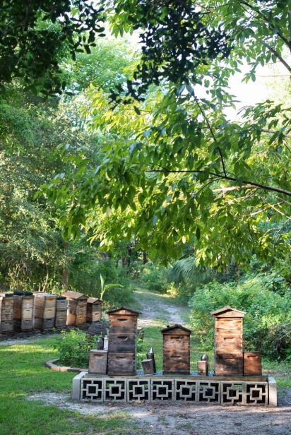 Bee Hives at Sawgrass Marriott