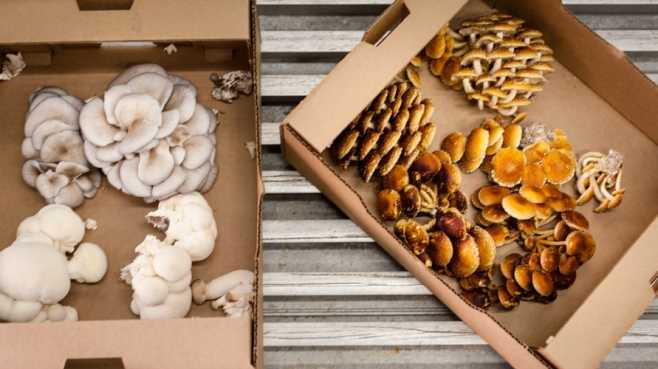 Mushrooms in a box