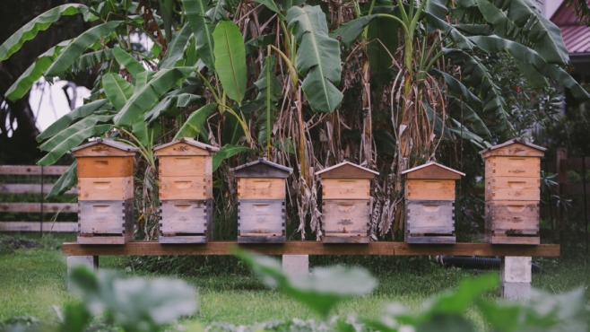 bee hives at greyfield inn