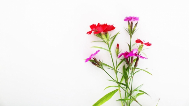 Edible dianthus flowers