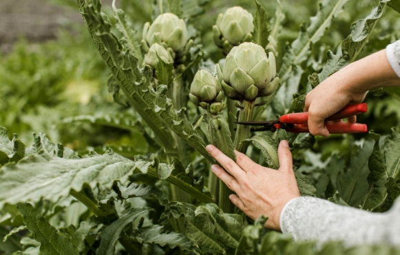 artichoke plant