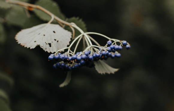 elderberries on a plant
