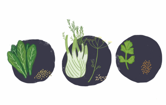 mustard, fennel and cilantro illustration