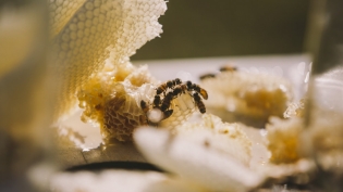 bees on a honey comb