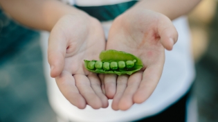 Little hands holding a pea pod in jacksonville beach florida